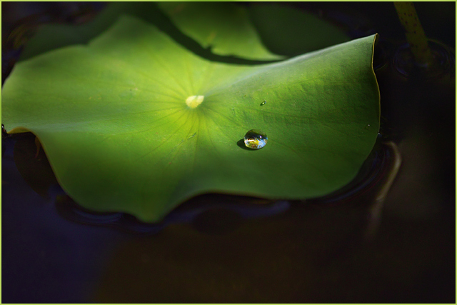  Drop