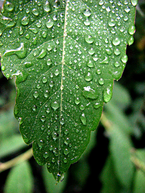 Water: After the Shower