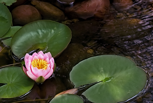 From the Waters, Beauty Blooms