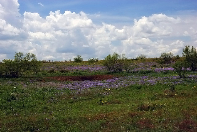 Field of flowers