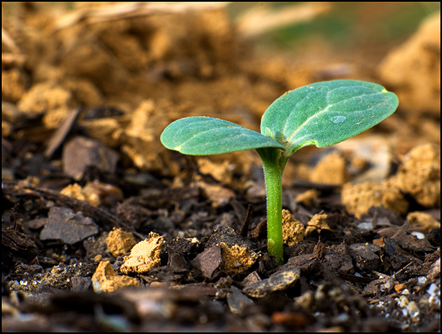 Week Old Watermelon