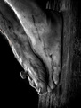 ...forthwith there came out blood and water.
