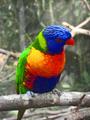 BiRDiE