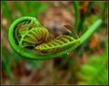   'The Awakening'                     Pteridology- The Study of Ferns