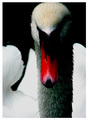 Ornithology: The Swan