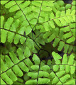 Plant Taxonomy: Adiantum pedatum (maidenhair fern)