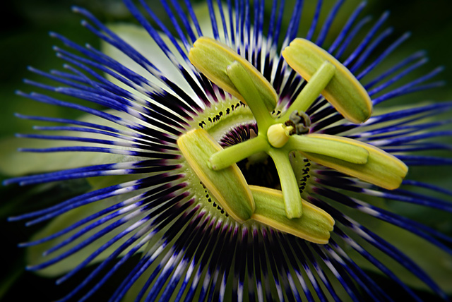 Botany