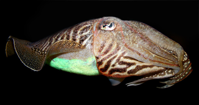Marine Biology - So much we dont know