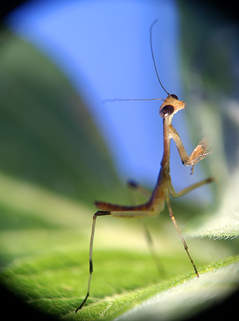 Entomology