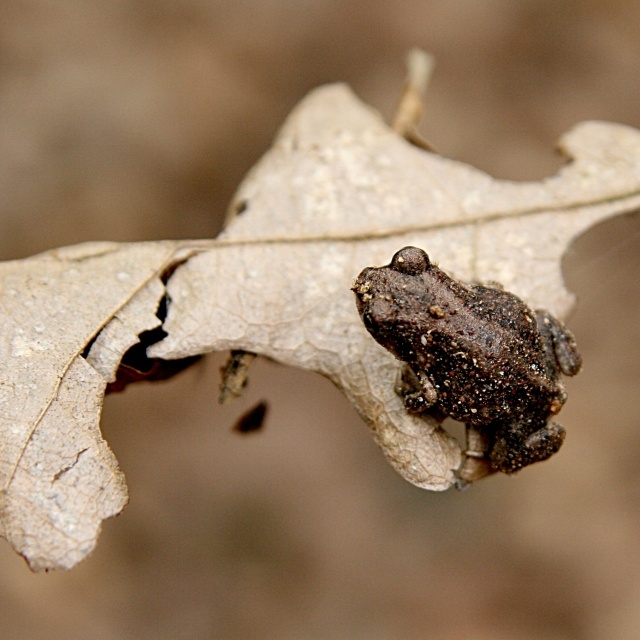Tiny Frog