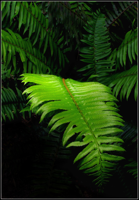 Botany (Polystichum Munitum--Sword Fern)