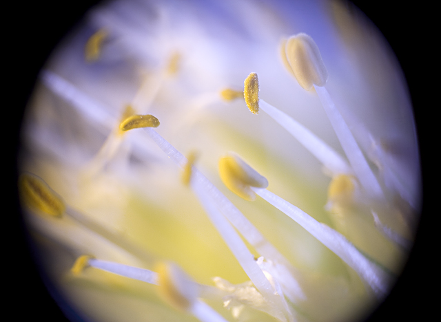 through the microscope