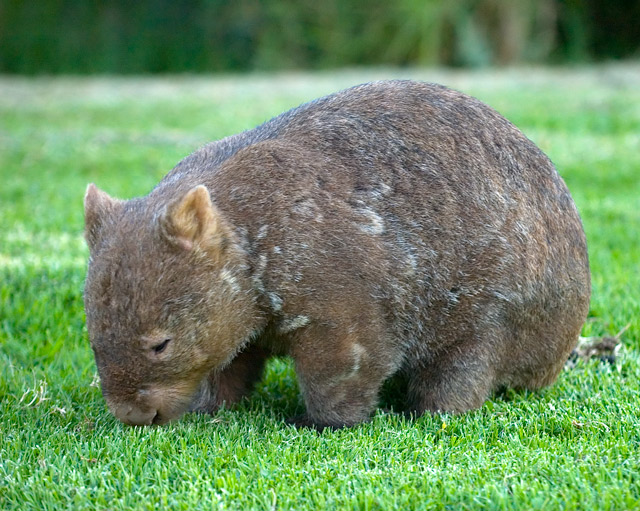 Lasiorhinus krefftii (Wombat)