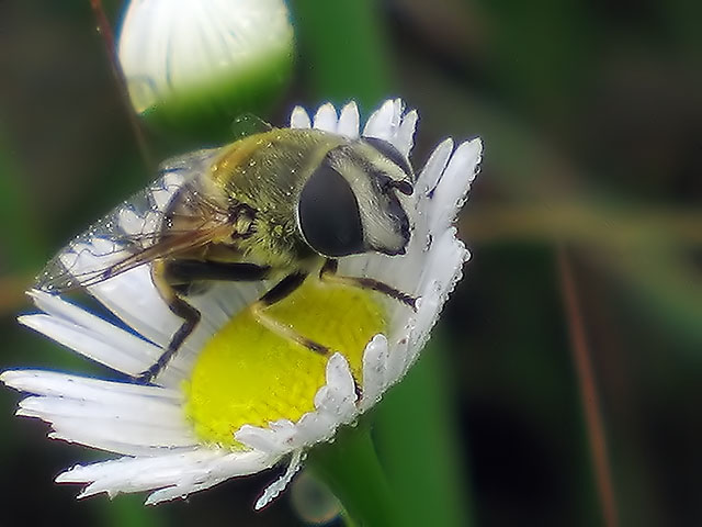 Entomology for Beginners "BEE"