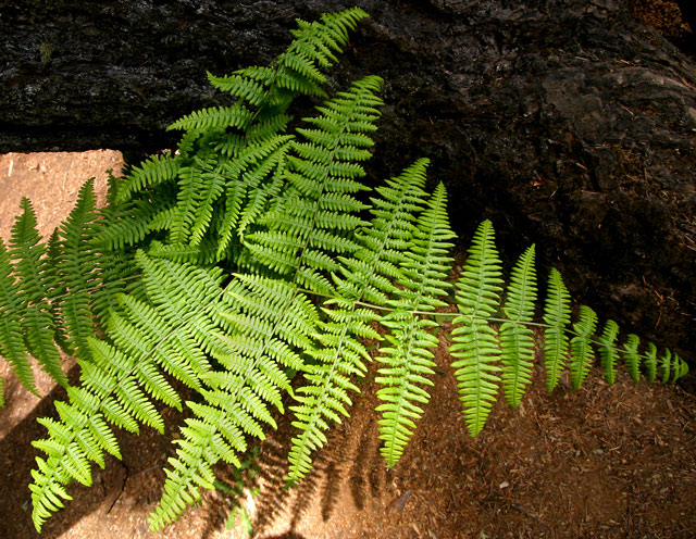 Pteridium aquilinum