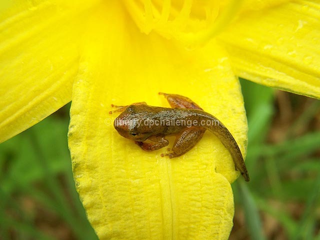 Newbie On His Lily Pad