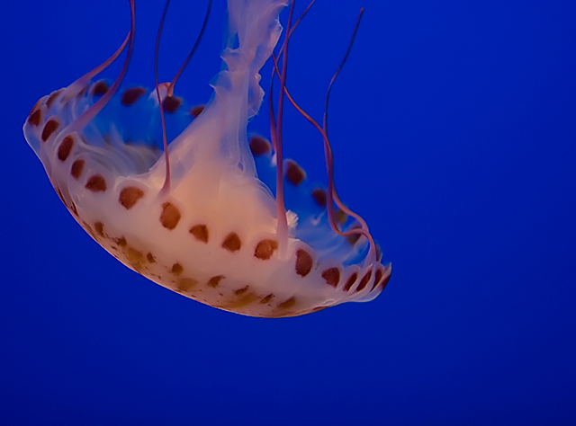Marine Biology