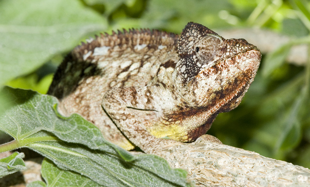 Reptilian study - Chameleon