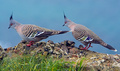 Pigeon Pair
