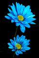 Crazy Daisies