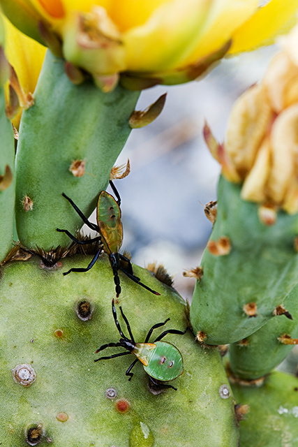 Prickly Pear Cactus with Cactus Bugs