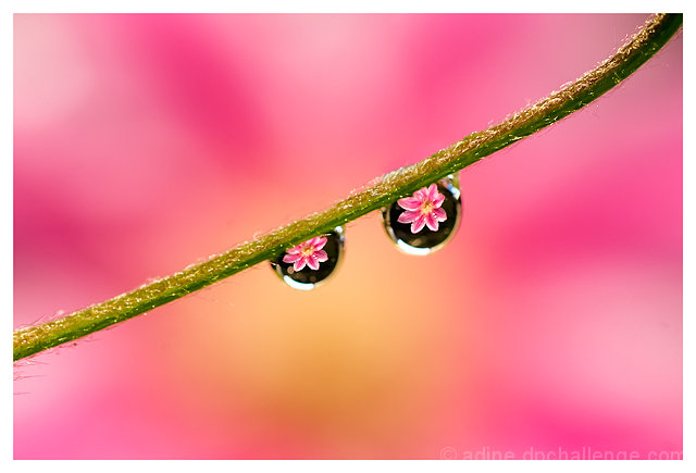Two Refracted Worlds