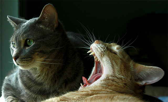 Jekyll and Hyde