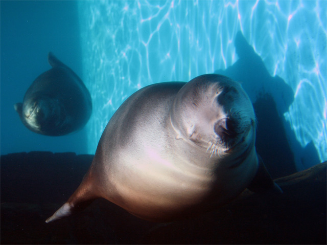 inquisitive sealions