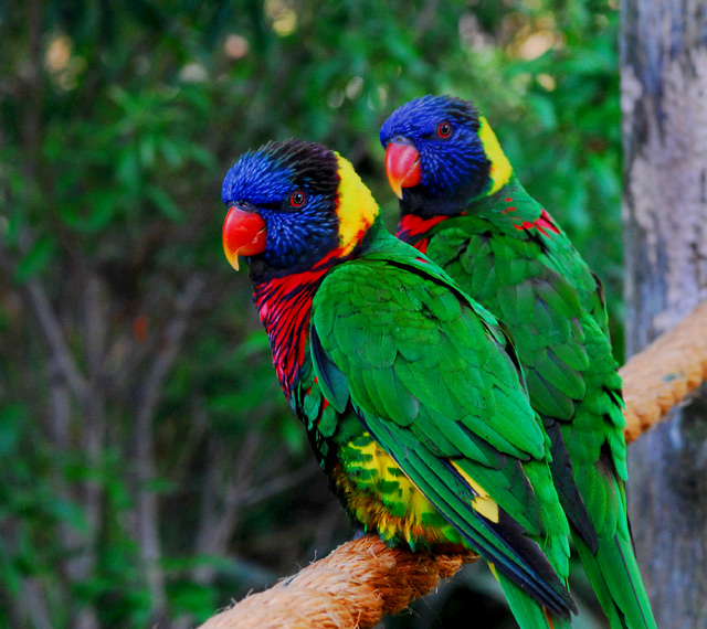 Rainbow Lorikeets Times Two