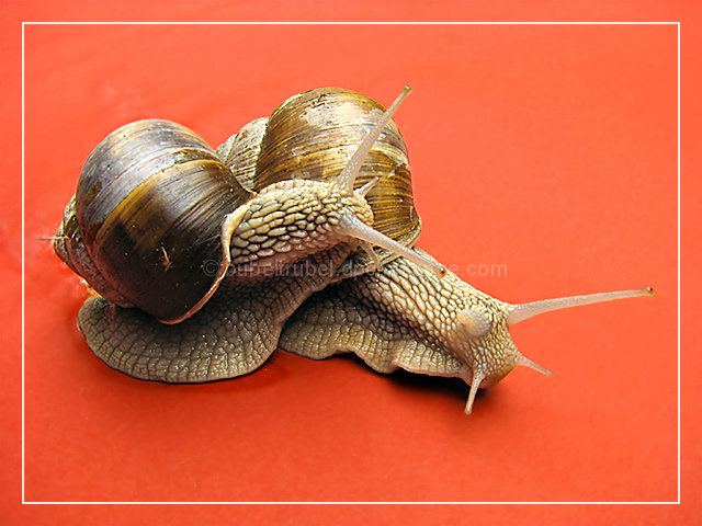 Gastropode Wrestling