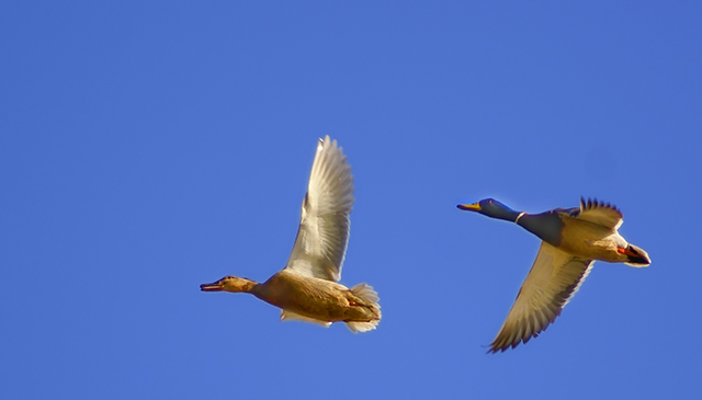 the male doing the chasing