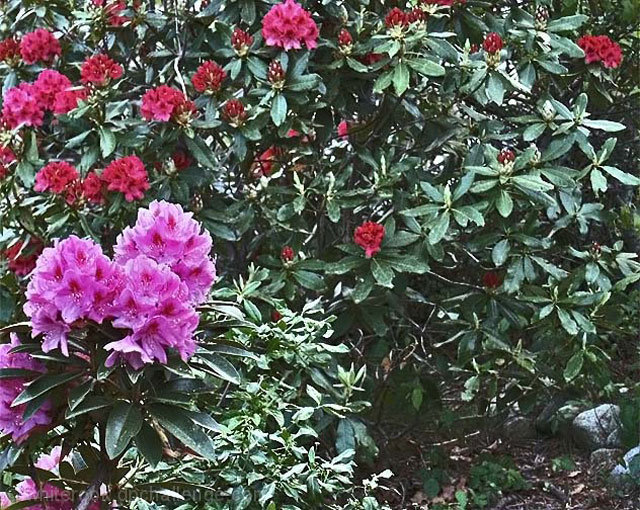 Rhododendron