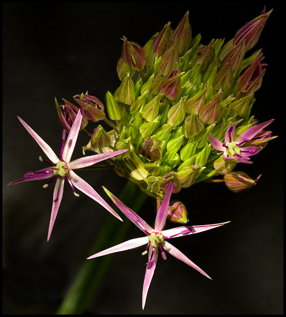 Allium