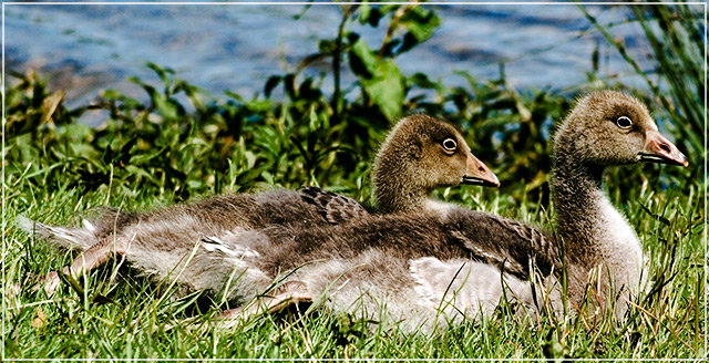 Goslings