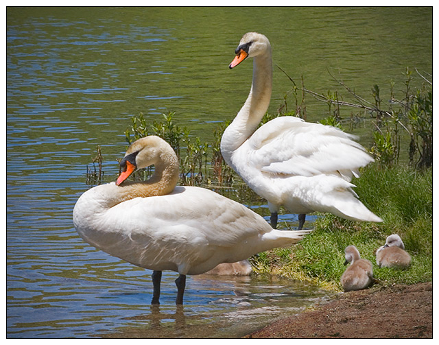 Family Portrait