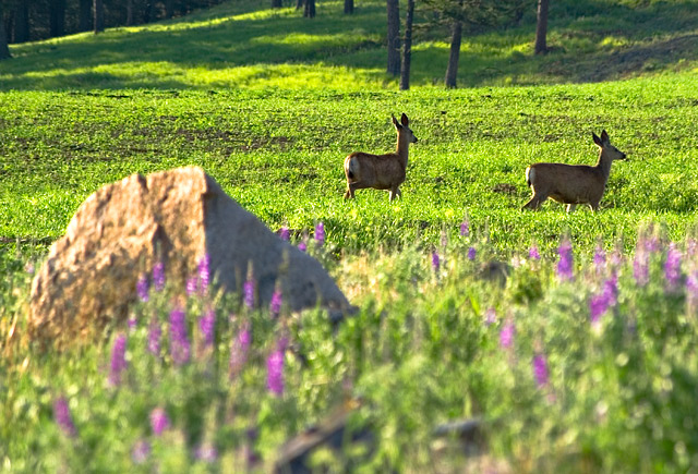 Morning Grazing