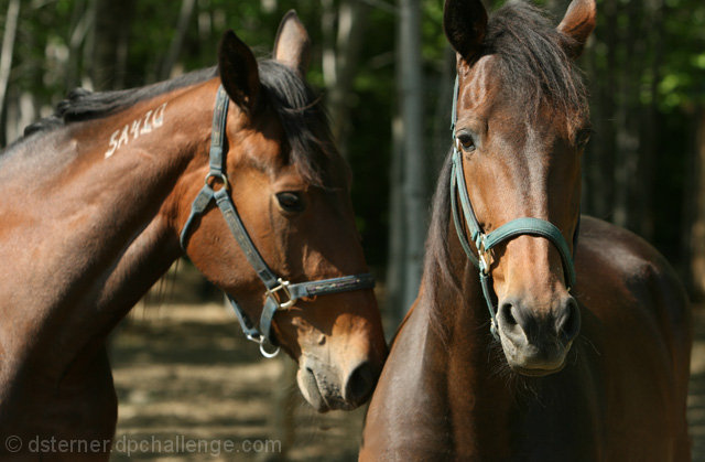 Equine Affection 