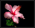 Hibiscus Illuminare