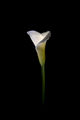 Quiet Calla