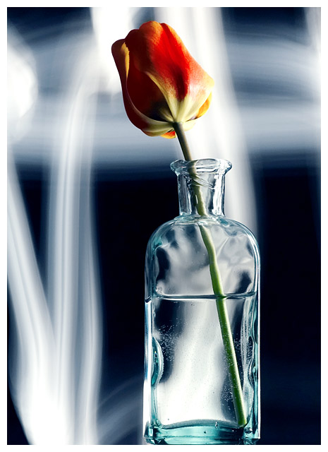 Tulip