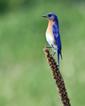 Species at Risk;  Why?