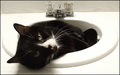 Why does my cat like sinks?