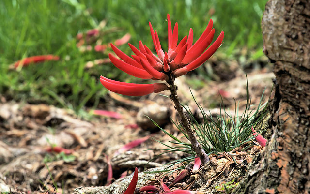 Why not bloom in the tree?
