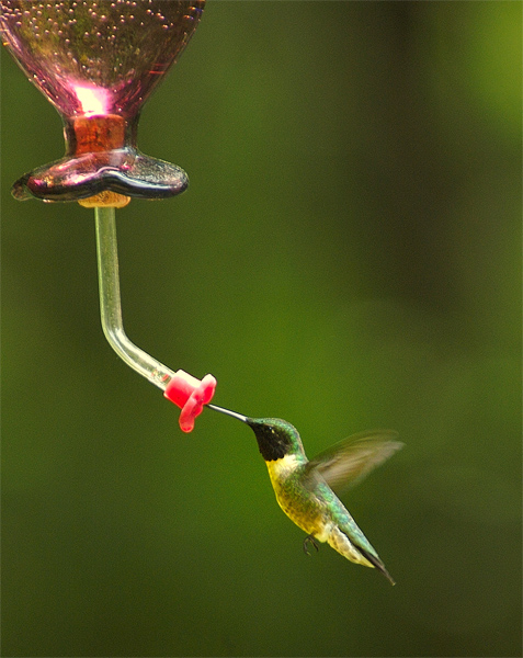 WHY do birds suddenly appear every time you are near?