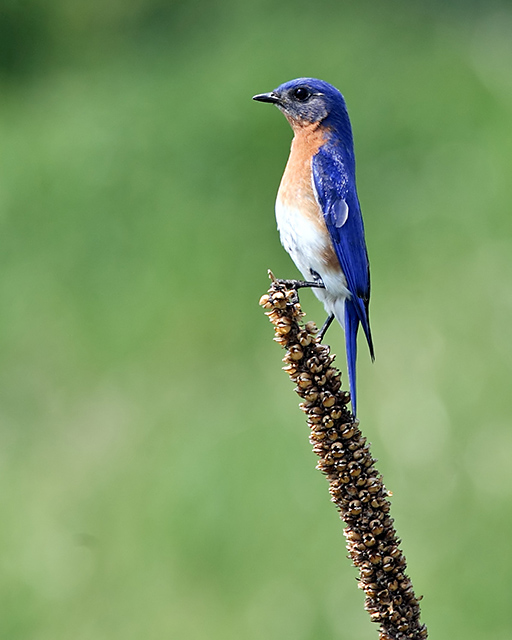 Species at Risk;  Why?