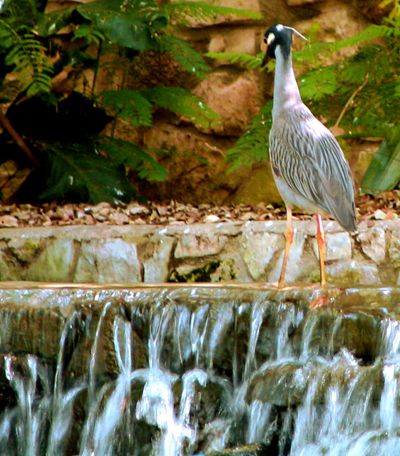 Why did the crane cross the waterfall?