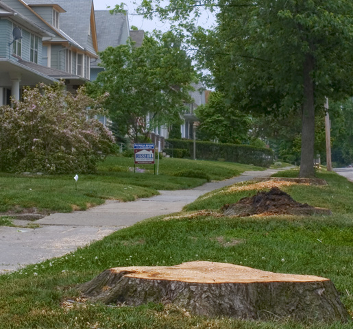 Urban Deforestation...