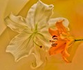 Stamen Envy