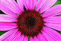 Pink Beauty