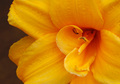 Another Despised Floral